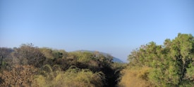 A panoramic view of dense forestation with a clear, bright blue sky above. The landscape features a variety of trees with different shades of green and brown, indicating a rich diversity of foliage. Distant hills can be faintly seen through the mist in the background.