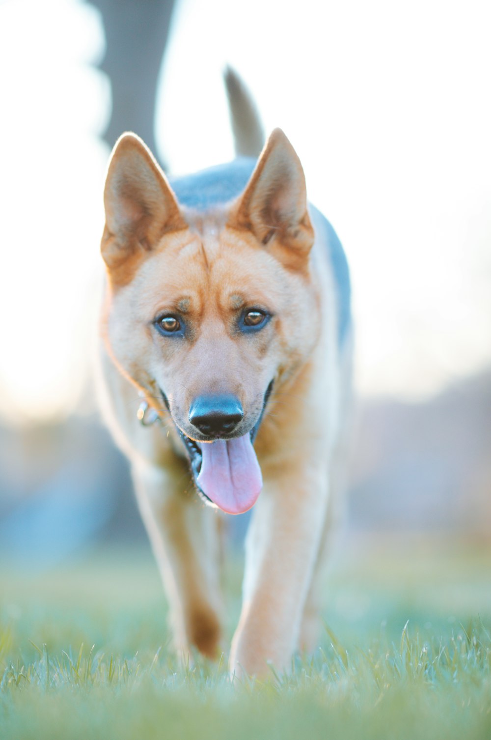 a dog running through the grass with its tongue out