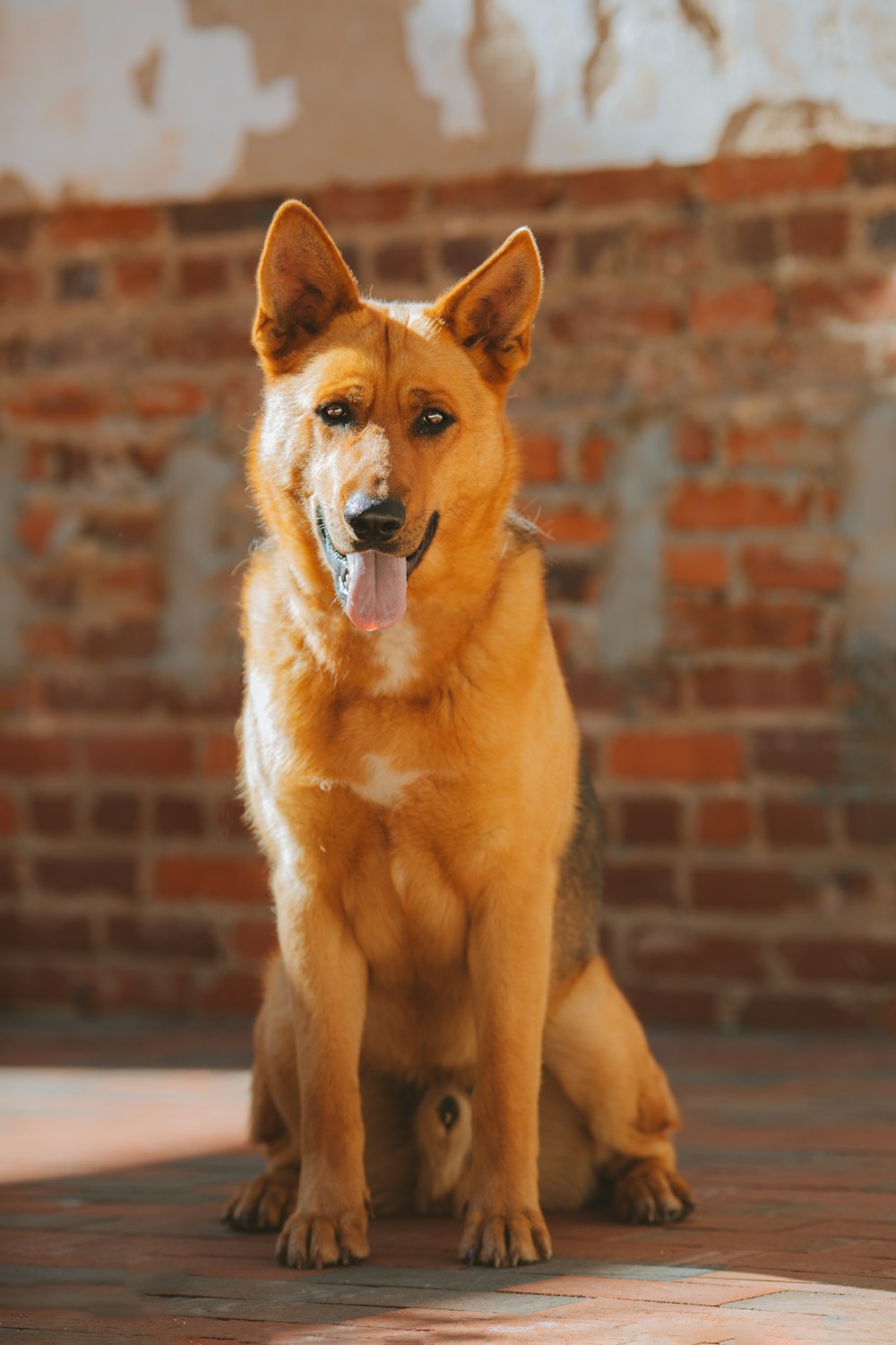 a large brown dog sitting on top of a brick floor