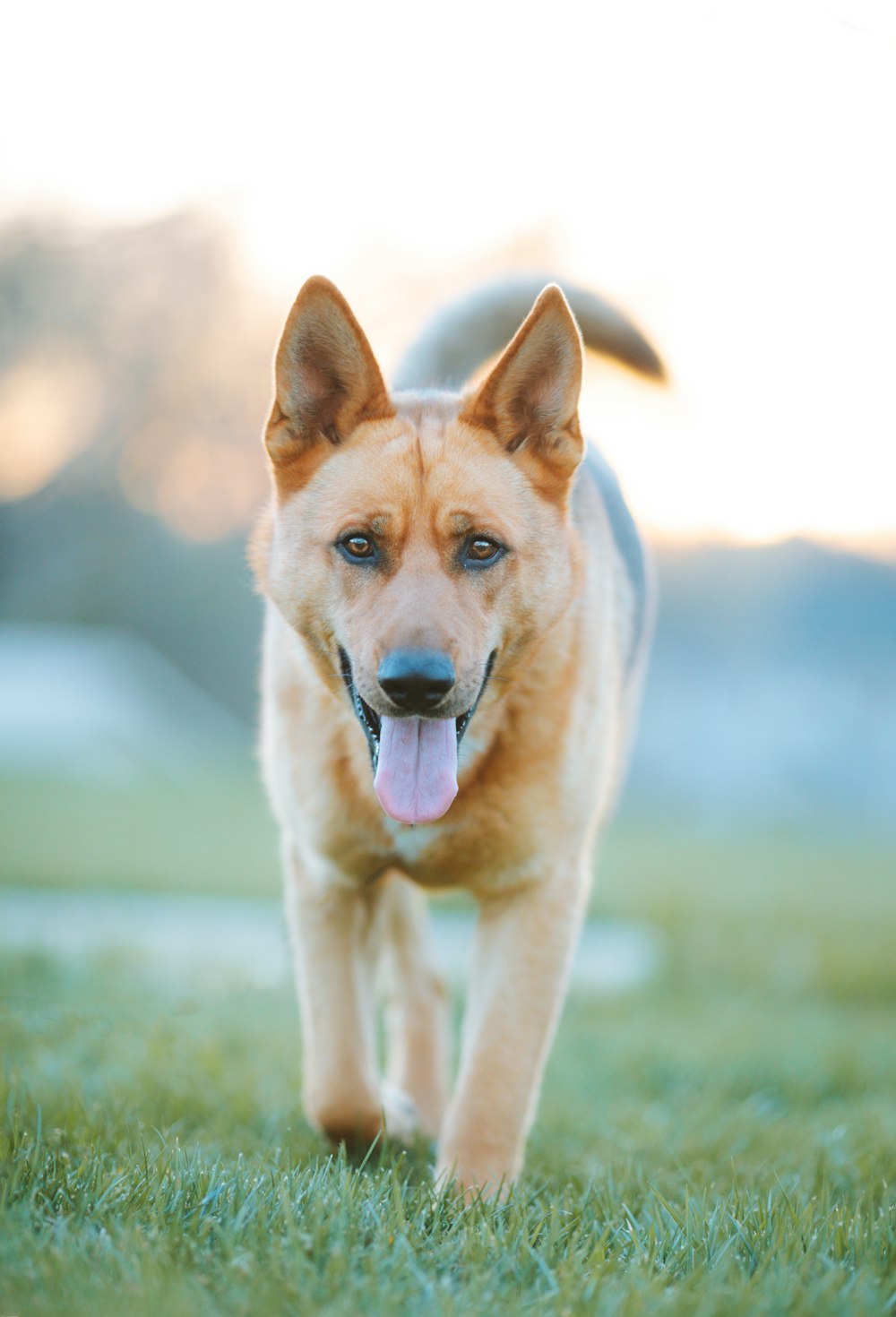 a dog running in the grass with its tongue out