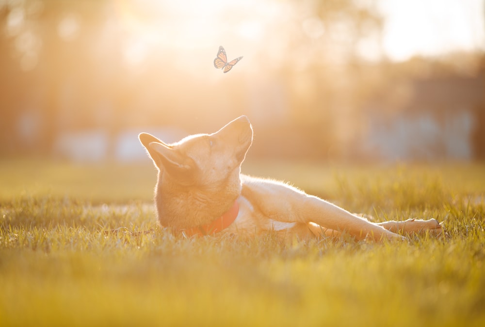 a dog laying in the grass with a butterfly flying overhead