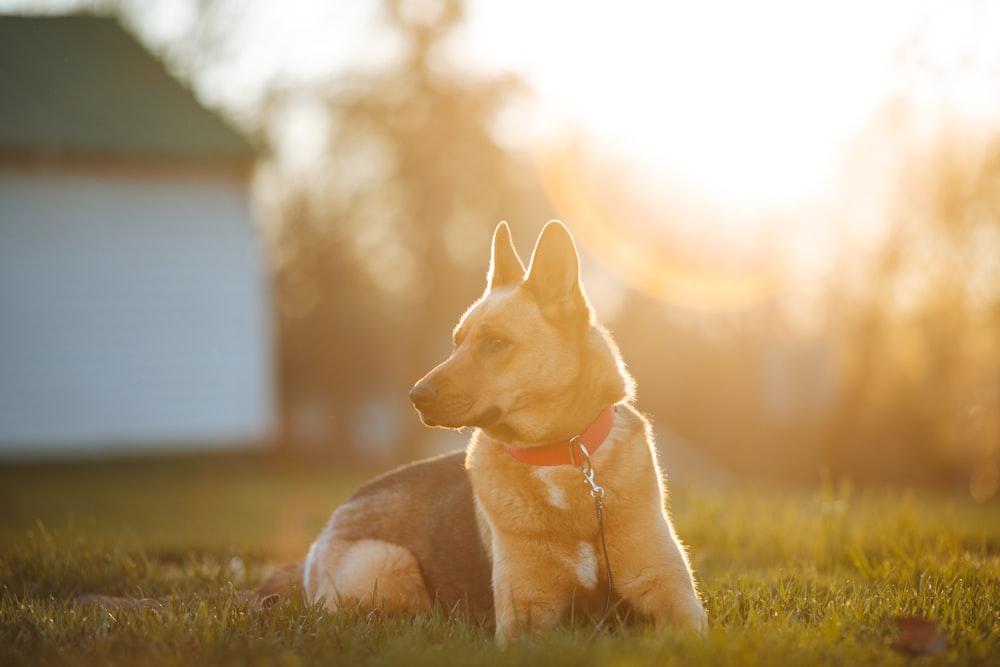 a dog laying in the grass with the sun shining behind it