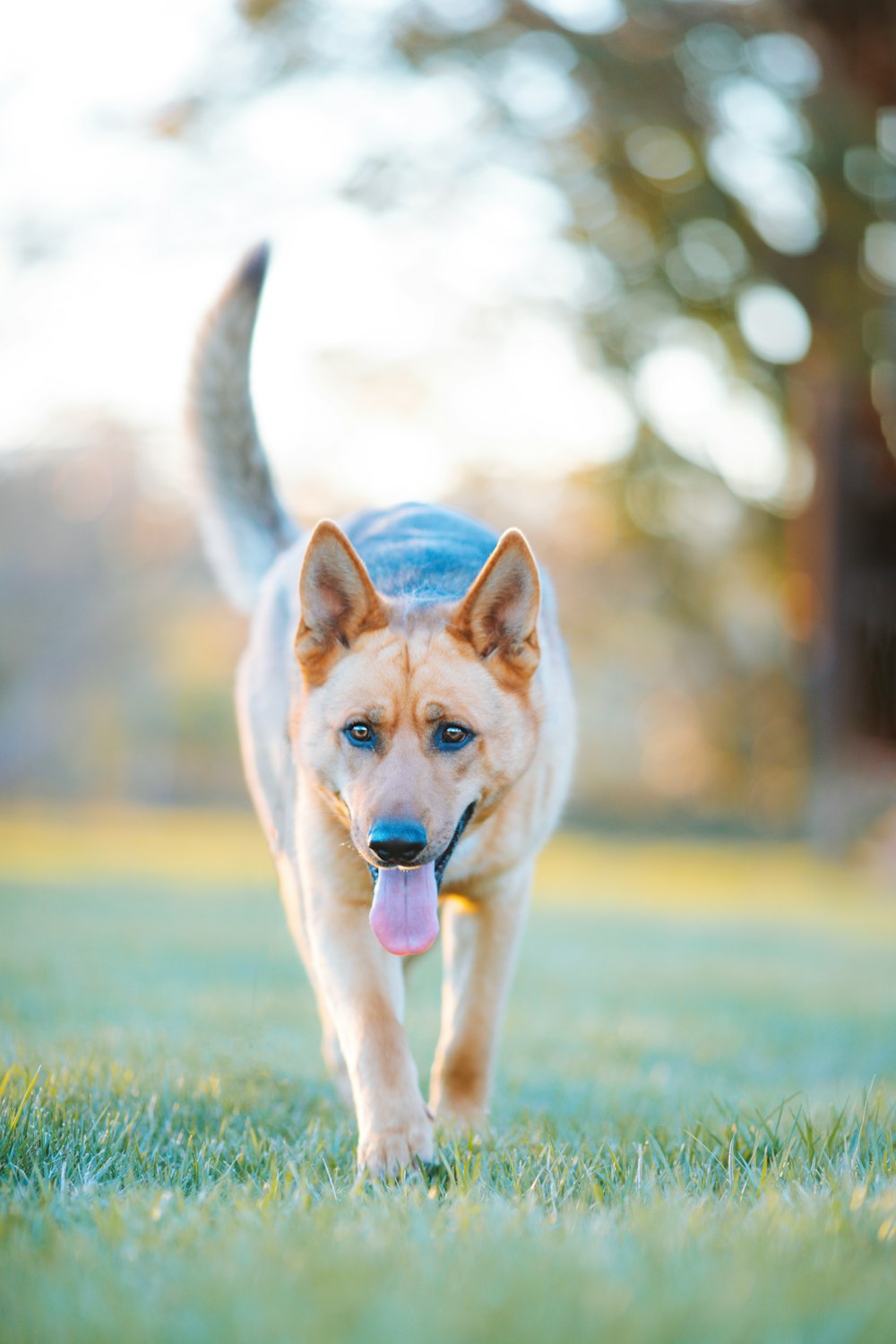 a dog running in the grass with its tongue out