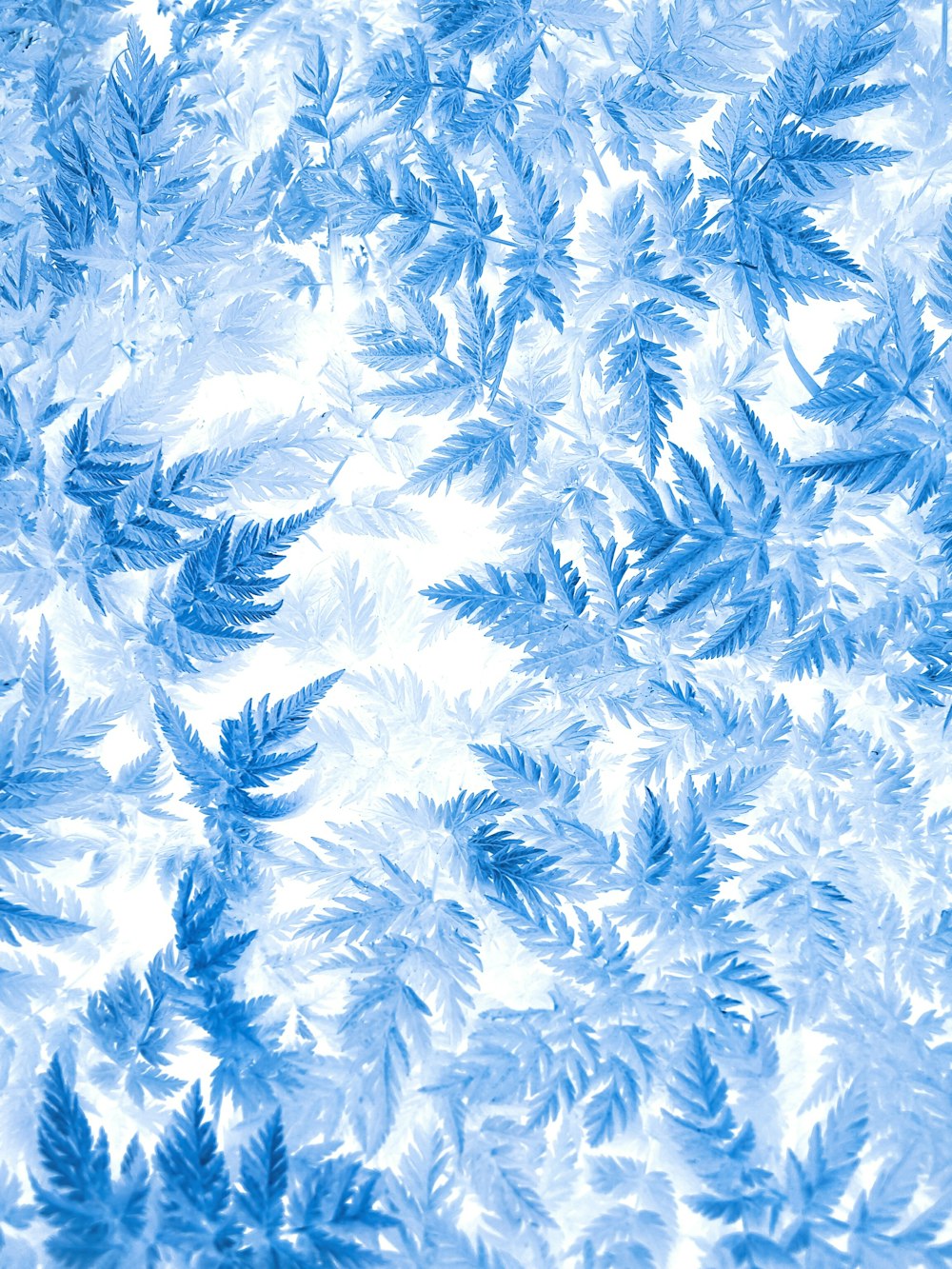 a blue and white background of leaves