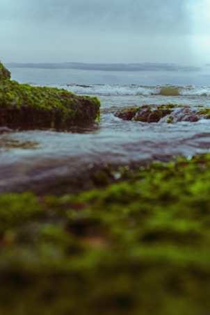 Waves gently crash against moss-covered rocks, creating a tranquil and natural scene. The sky is overcast with gray clouds, adding a moody atmosphere to the image.