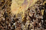 Close-up view of tree bark with resin oozing from it, displaying a rough texture and layers of brown bark intermixed with yellowish resin.