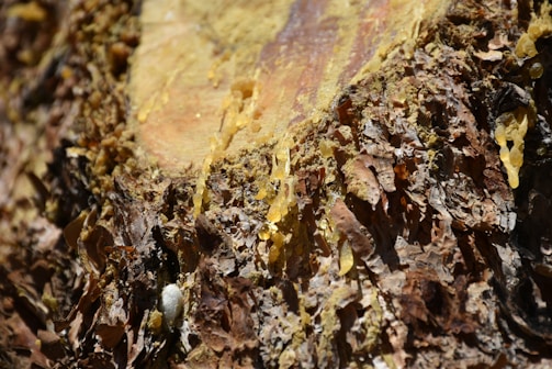 Close-up view of tree bark with resin oozing from it, displaying a rough texture and layers of brown bark intermixed with yellowish resin.
