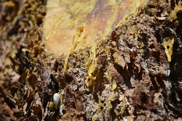 Close-up of rich, dark shilajit resin oozing from a rocky Himalayan crevice.