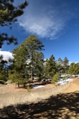 A panoramic view of pine trees dusted with morning snow along a winding trail.