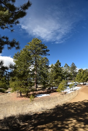A panoramic view of pine trees dusted with morning snow along a winding trail.