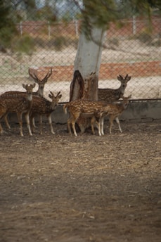 Several spotted deer stand under a tree in a fenced area. The ground is covered with dry leaves and dirt, and a wire fence in the background separates the enclosure from an open area.