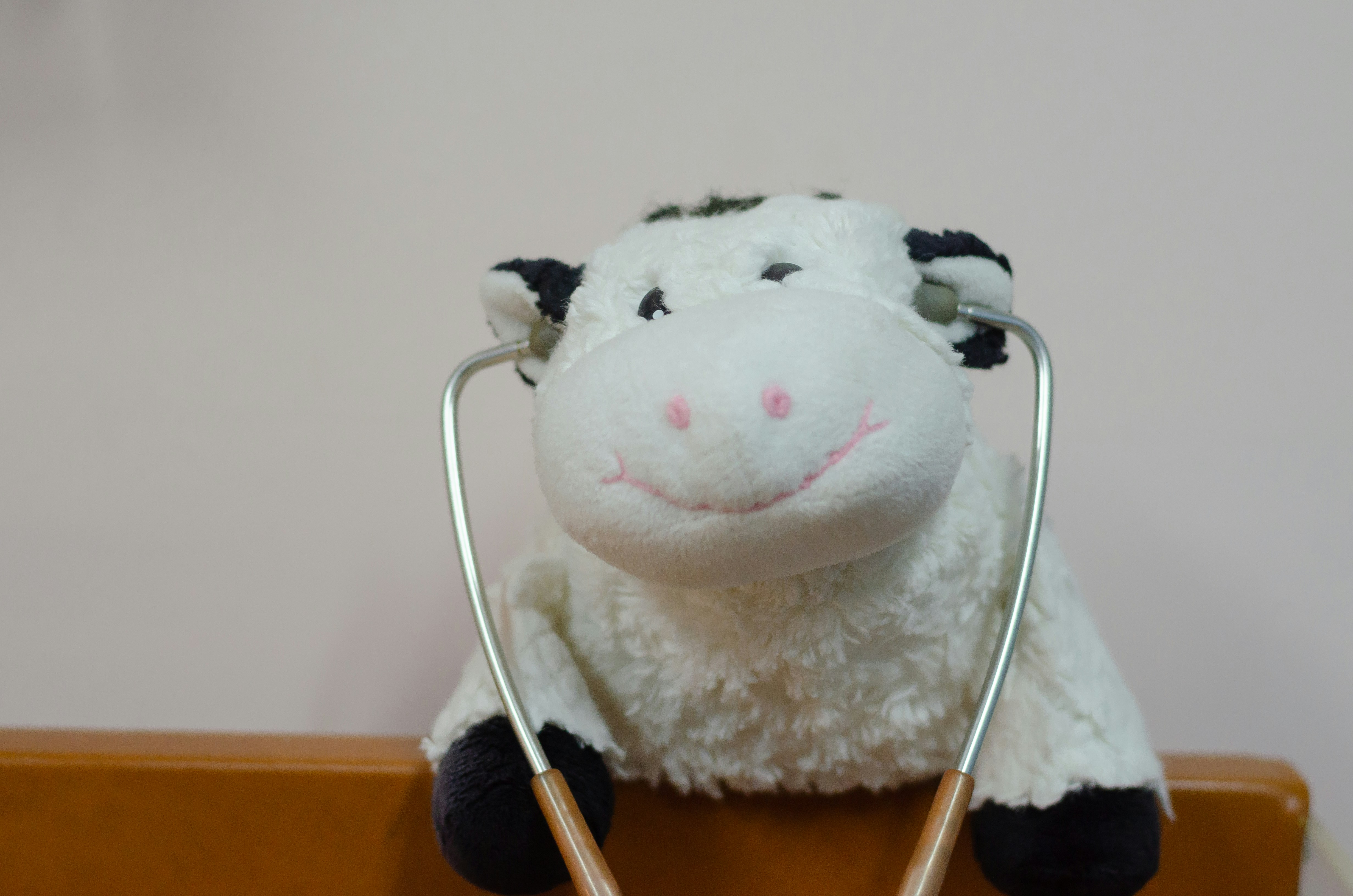 uma vaca de pelúcia com um estetoscópio ligado a ela