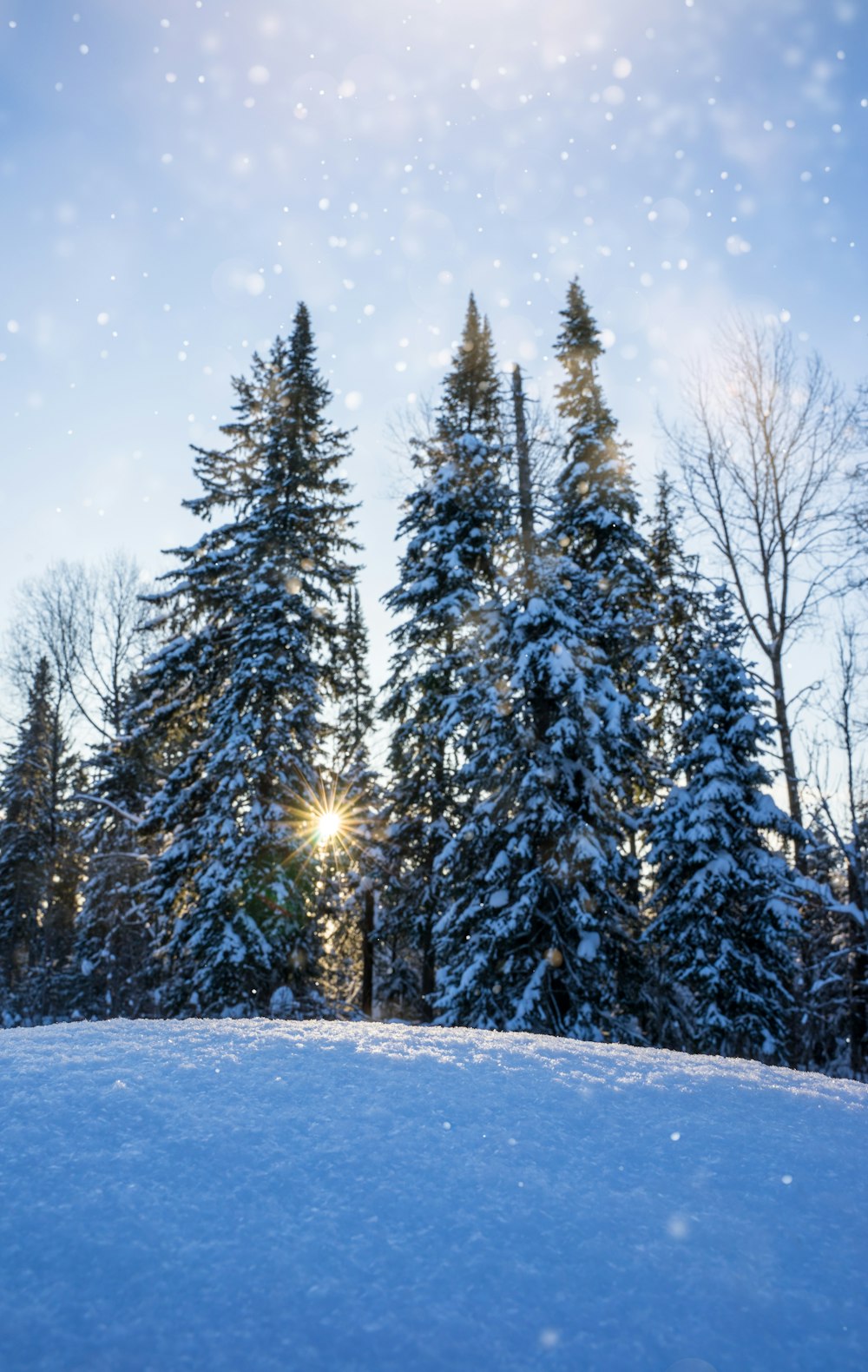 the sun shines through the trees in the snow