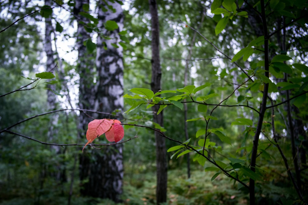 a red leaf on a tree branch in a forest