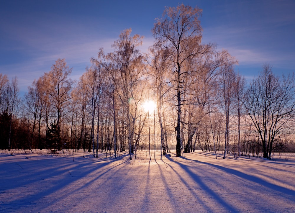 the sun is shining through the trees in the snow