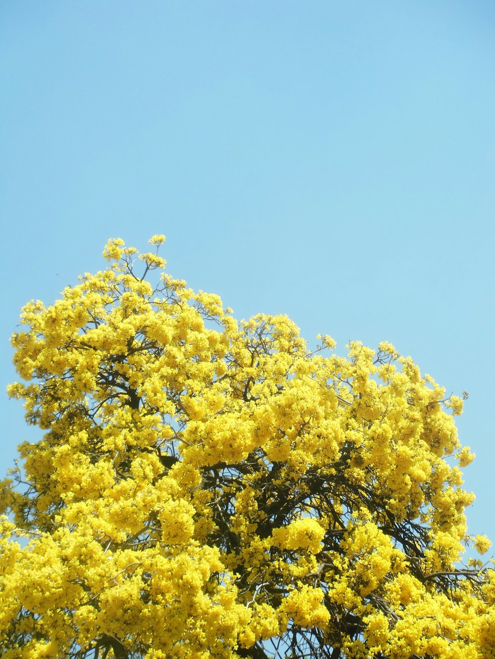 a tree with yellow flowers in the foreground and a blue sky in the background