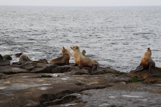 A group of travelers observing playful sea lions lounging on sun-warmed rocks.