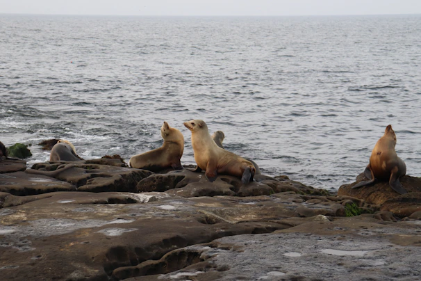 A group of travelers observing playful sea lions lounging on sun-warmed rocks.