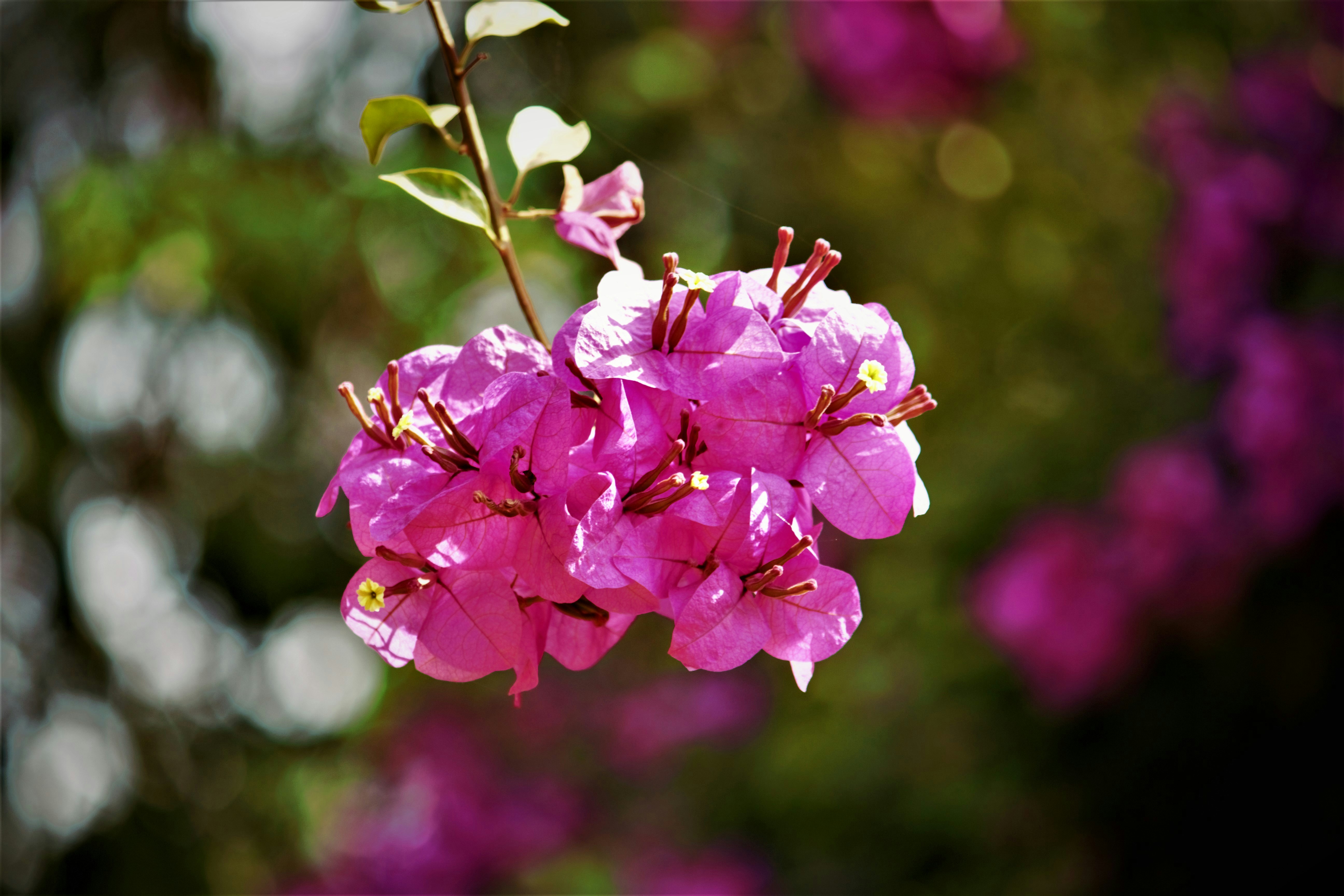 Photo by rachit_1108