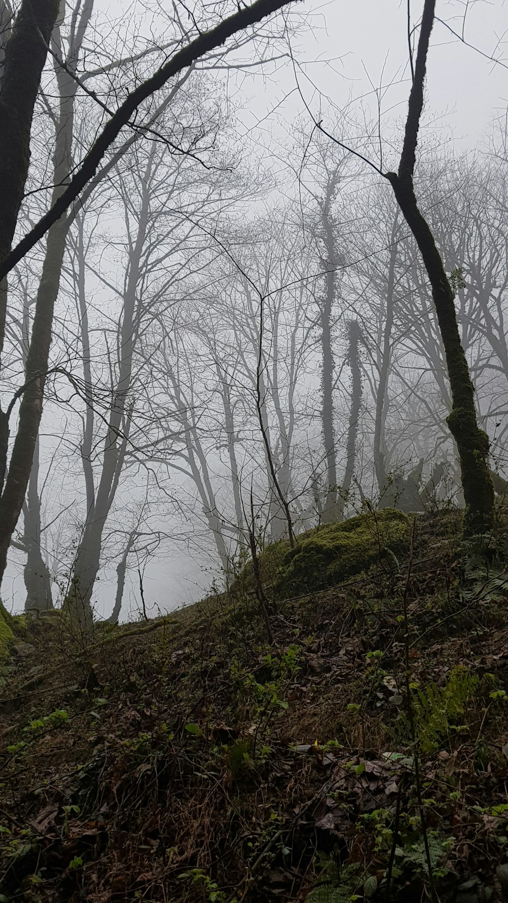 a foggy forest filled with lots of trees