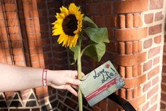 a person holding a sunflower in front of a brick wall