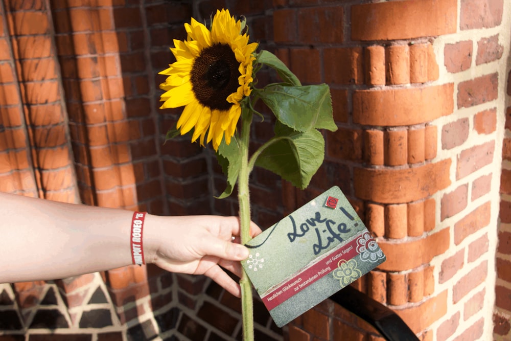 a person holding a sunflower in front of a brick wall