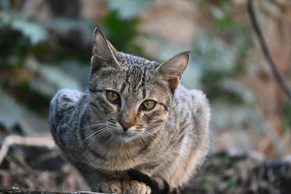 a close up of a cat on a rock