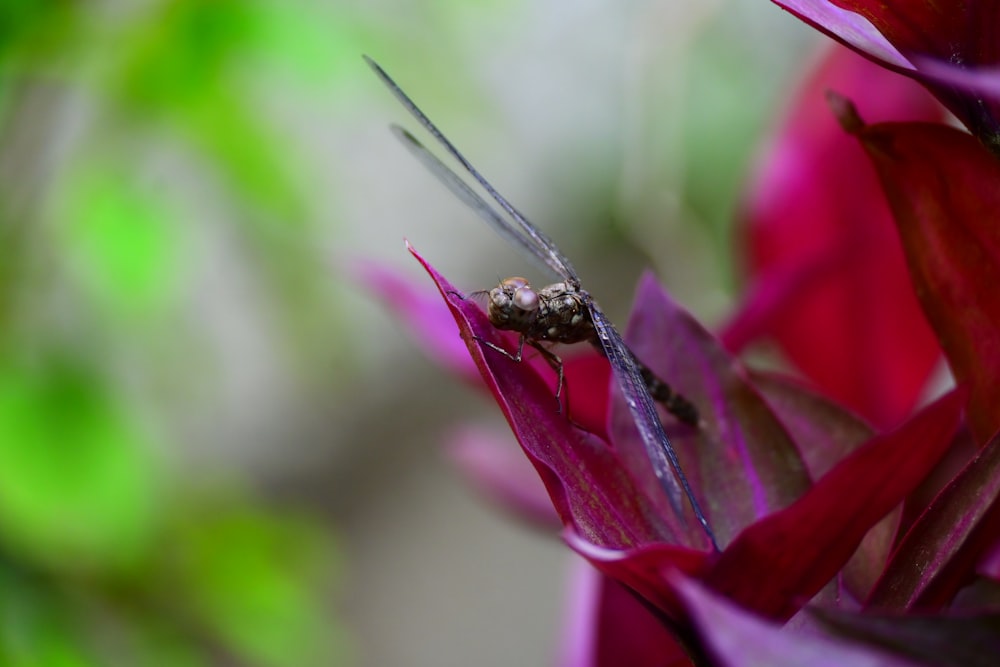 a bug sitting on top of a purple flower