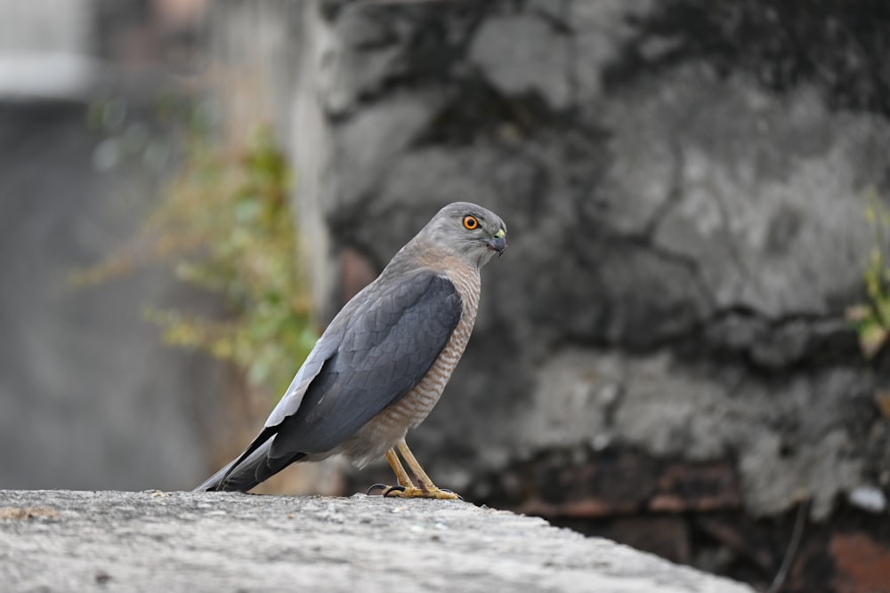 a bird is sitting on a ledge outside