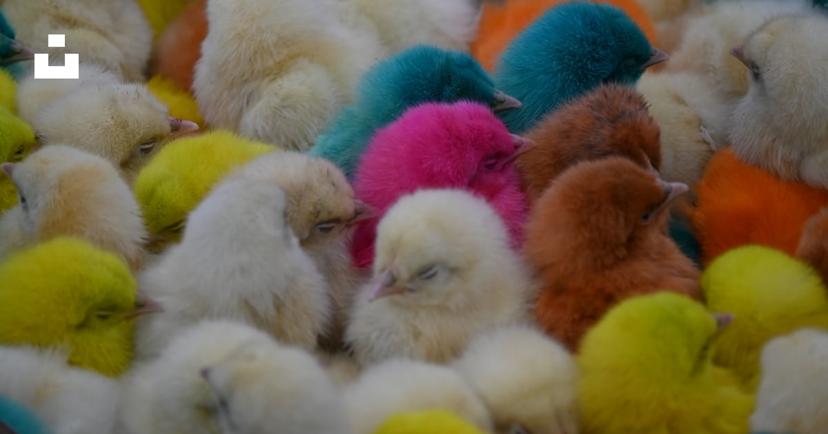A bunch of small chickens that are all different colors photo – Free ...