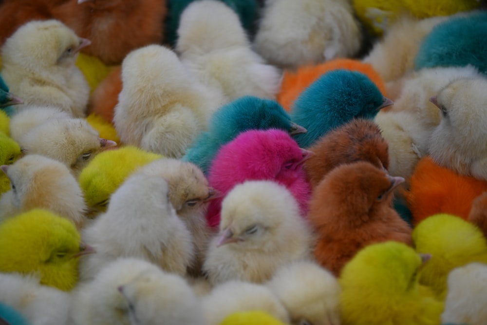 a bunch of small chickens that are all different colors