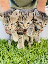 Three small kittens with tabby fur being gently held together by a pair of hands. The kittens have bright, curious eyes and appear calm and inquisitive. They are positioned against a background of vibrant green grass.