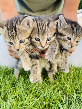 Three small kittens with tabby fur being gently held together by a pair of hands. The kittens have bright, curious eyes and appear calm and inquisitive. They are positioned against a background of vibrant green grass.