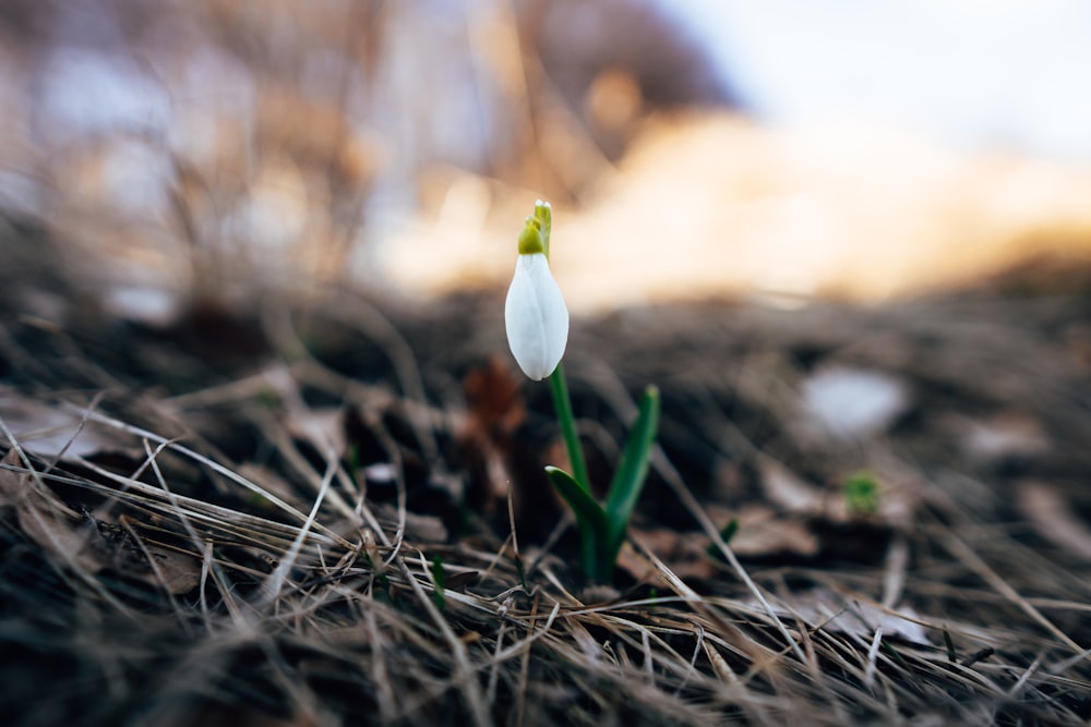 a small white flower sitting on top of dry grass