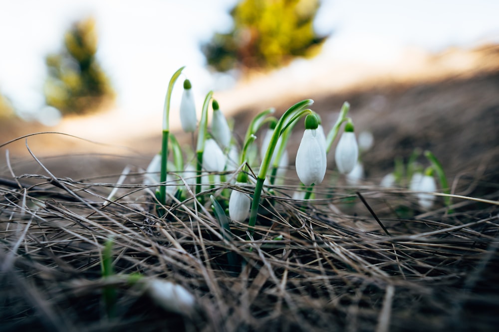 a group of snowdrops sitting on top of a grass covered field