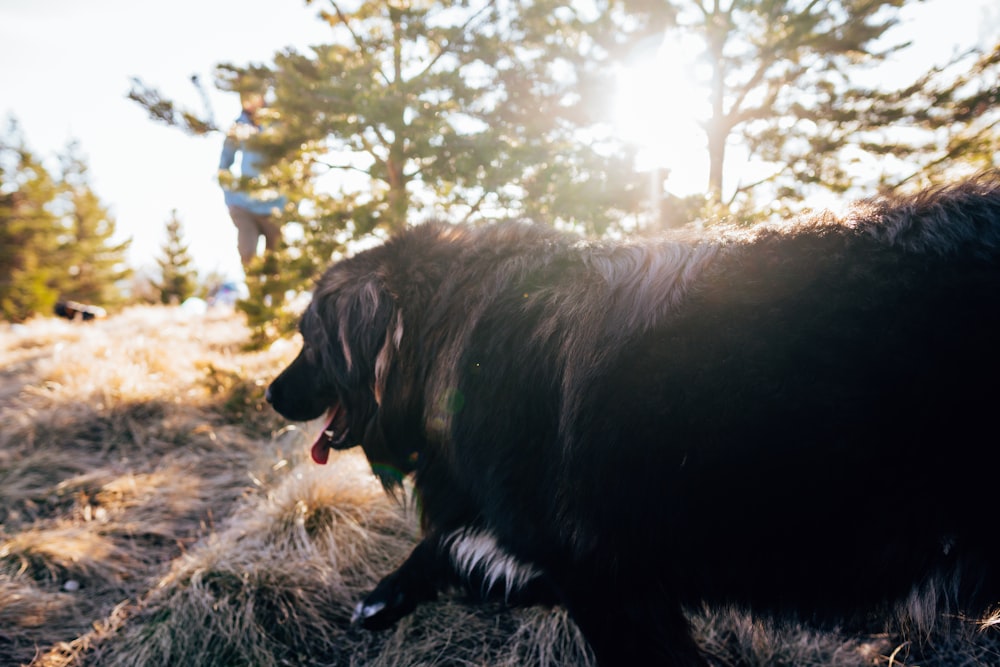 a large black dog standing on top of a dry grass field