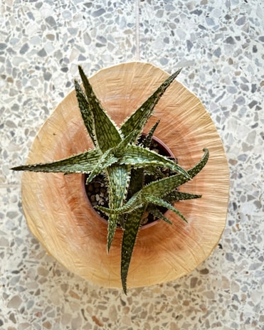 Overhead view of a round, stone-textured sink surrounded by green plants.