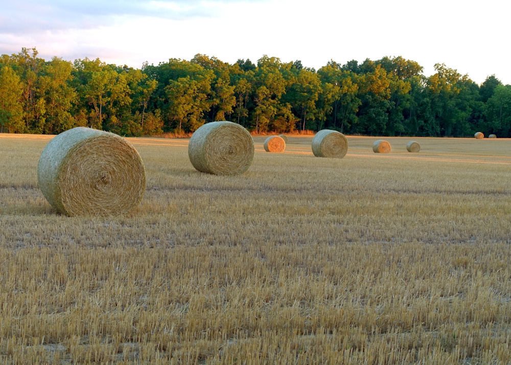 hay bales in a field with trees in the background