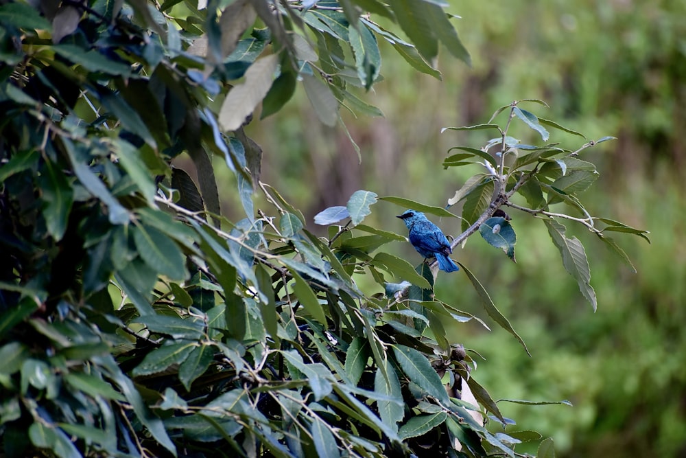 a small blue bird perched on a tree branch