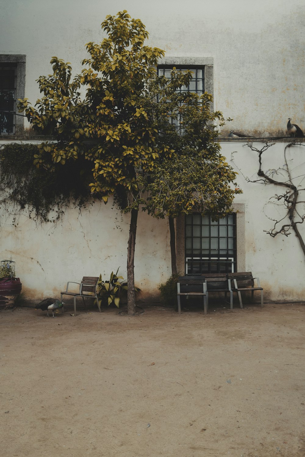 a white building with a tree in front of it