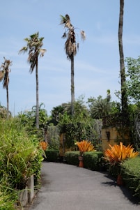 Elegant tropical garden pathway surrounded by lush greenery and bright turquoise accents.