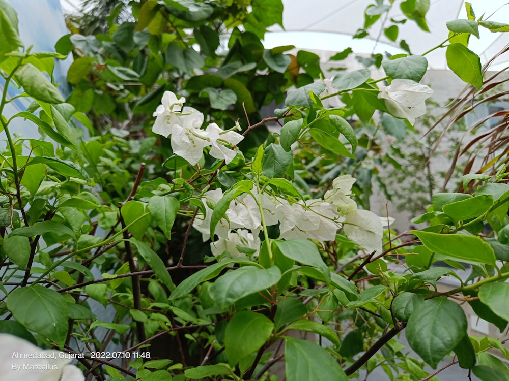 a bush with white flowers and green leaves