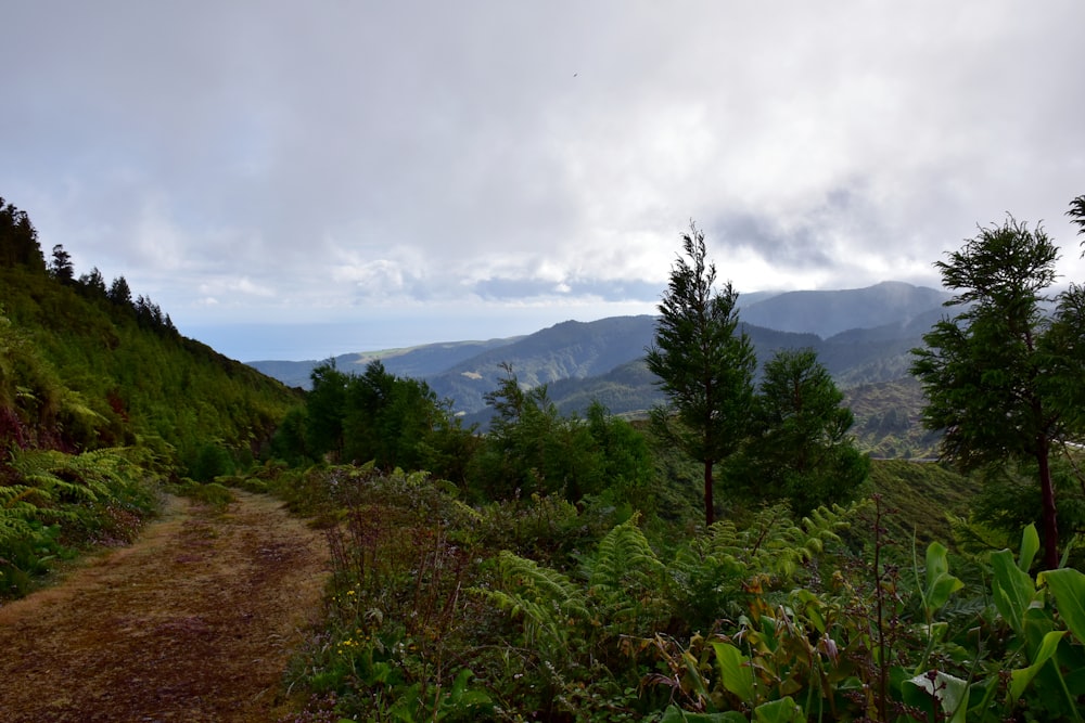 Un chemin de terre au milieu d’une forêt