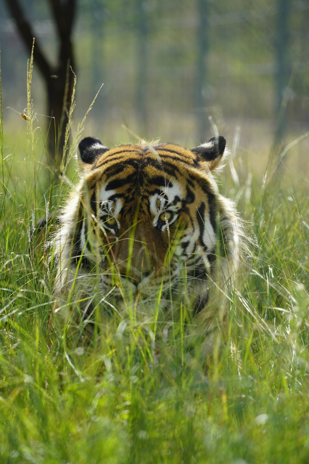 a tiger laying in the grass in a zoo