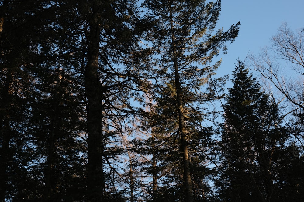 a group of trees that are next to each other