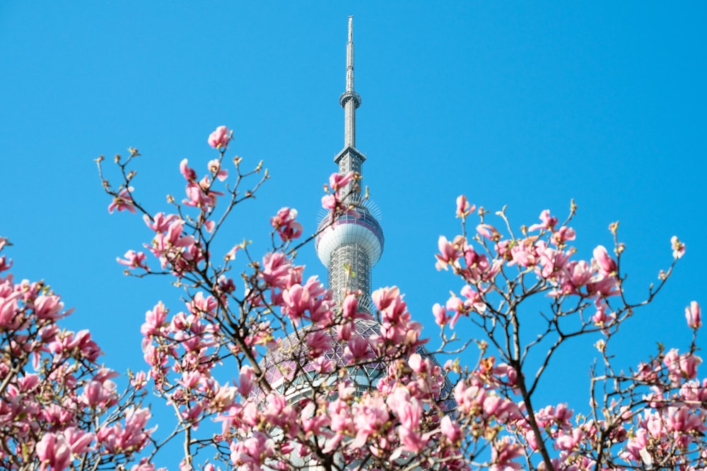 Un árbol con flores rosadas frente a un cielo azul