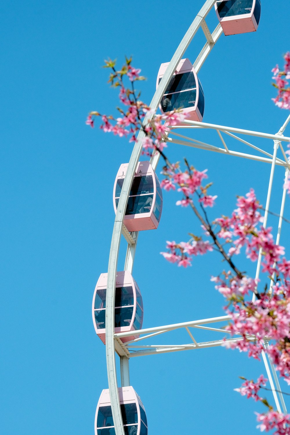 a ferris wheel with pink flowers in the background