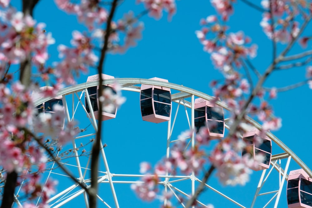 a ferris wheel with pink flowers in the foreground