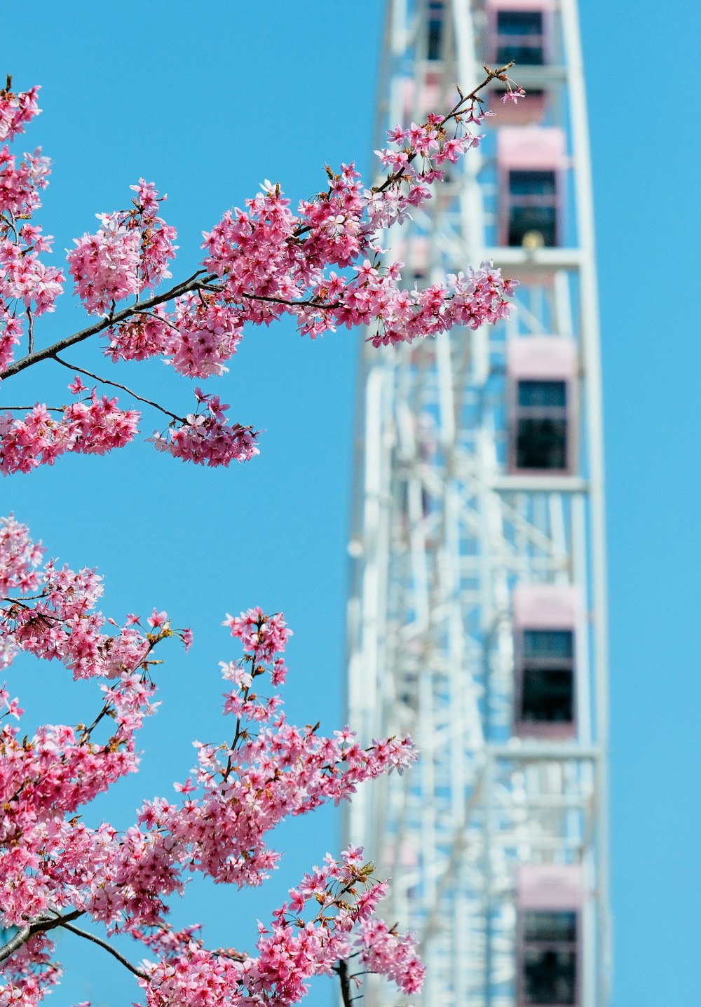a ferris wheel with pink flowers in the foreground