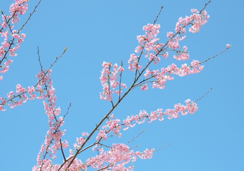 a tree branch with pink flowers against a blue sky